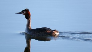 Great Crested Grebe by Adam Finch