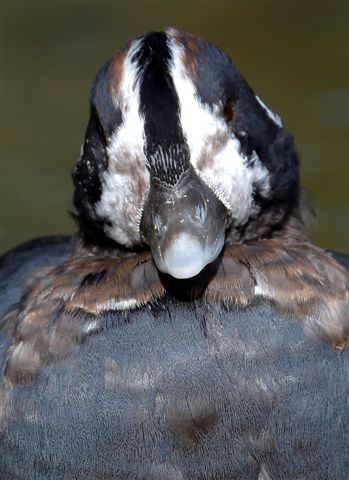 A juvenile male Harlequin- thanks to Mo Warren.