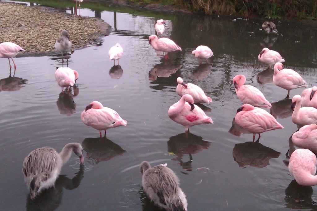 The young Chileans practicing "being pink" with the Lessers.