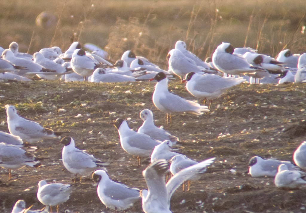 A pair of adult Mediterranean Gulls in the evening sun (T. Disley)