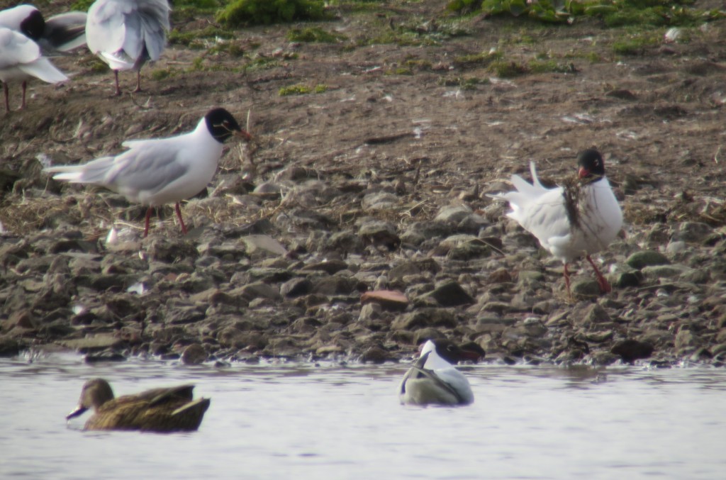 A pair of Mediterranean Gulls gathering nest material , hopefully the prelude to a nesting attempt (T. Disley)
