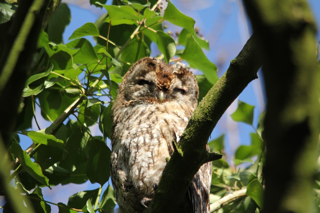 Tawny Owl near the Kingfisher Hide (Bob Hurrell)