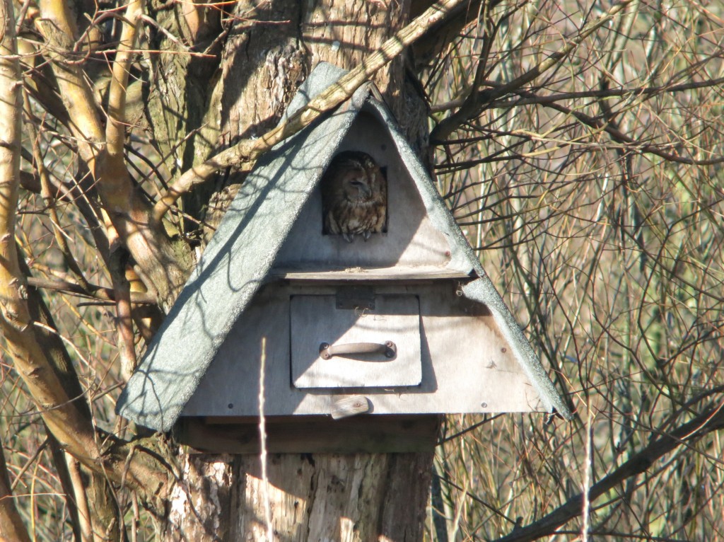 Tawny Owl viewed from the Peter Scott Obs. Photo by Warden Joe Bilous