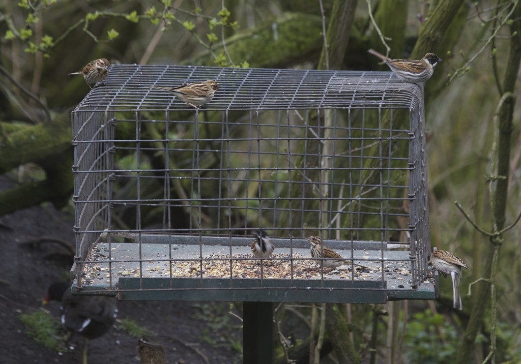 Reed Buntings, up to 10 birds at least visiting the In Focus bird table (T. Disley)