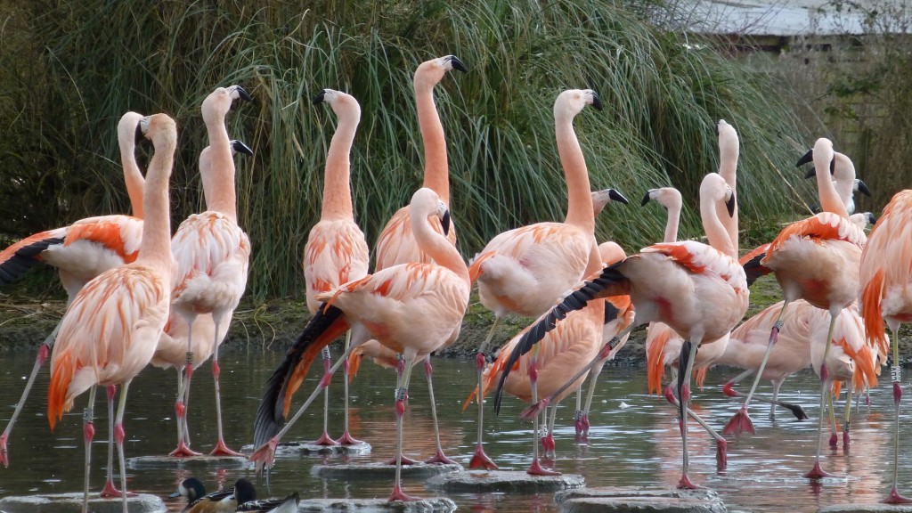 Look out for Chilean wing salute and stretches on your next visit to the South American Pen at Slimbridge. 