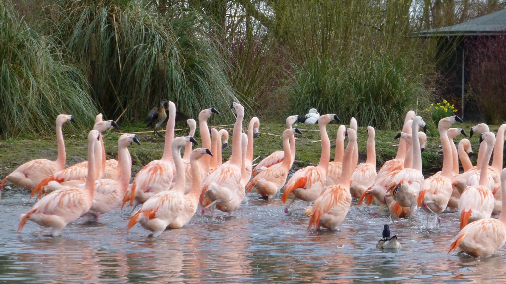 And off they go. When enough birds get really excited, they will march (like the lessers do, but less coordinated) off around their pool. 