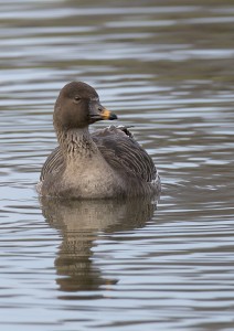 Tundra bean goose CREDIT Denis Howarth (1)