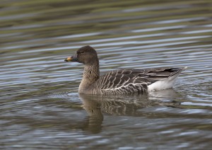 Tundra bean goose CREDIT Denis Howarth (2)