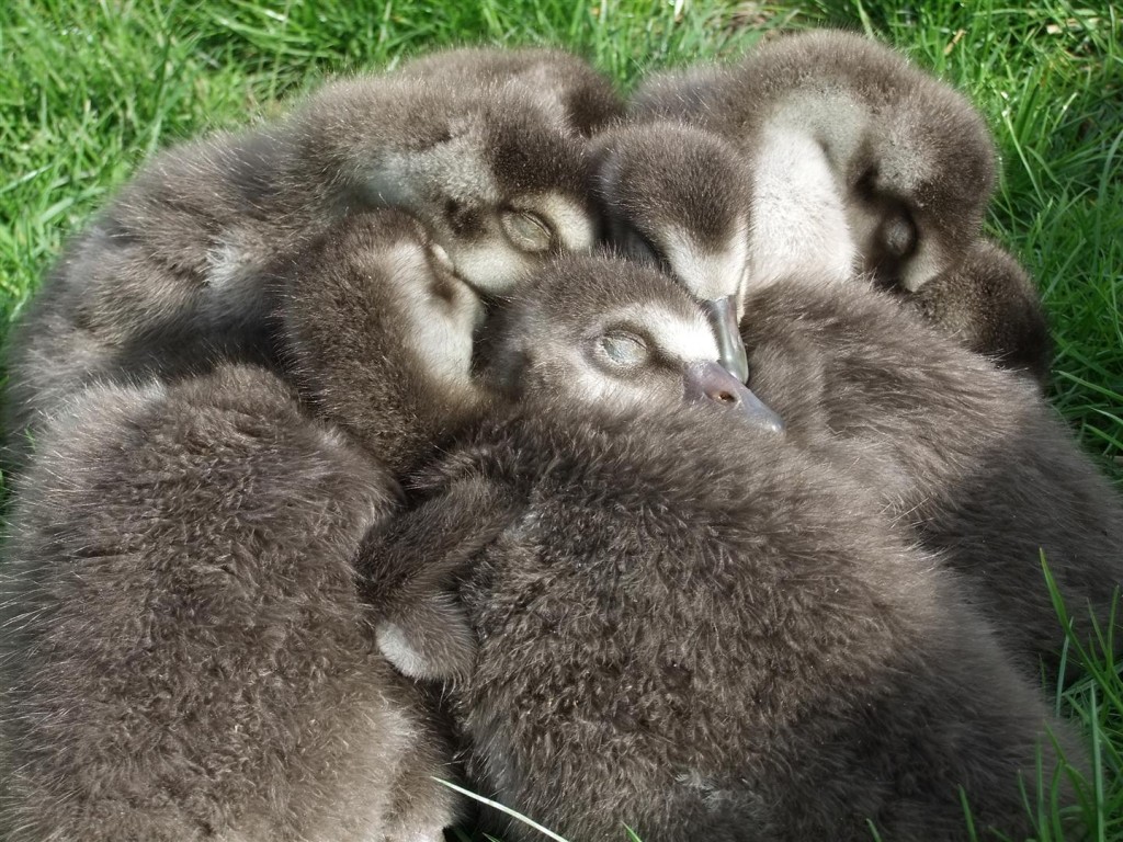 A pile of Nene loveliness...