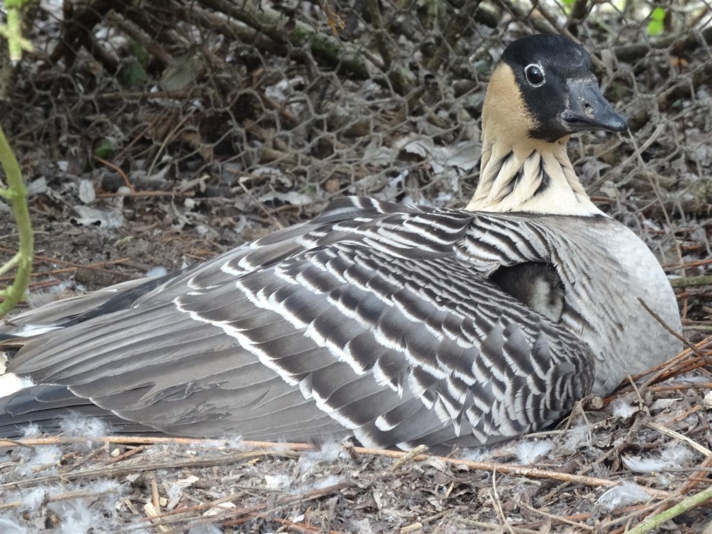 BCU brooding her babes beautifully.