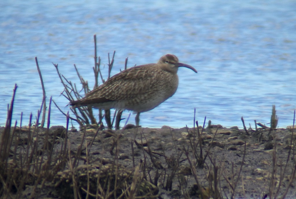 Whimbrel resting on the Mere (T. Disley)