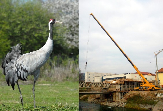 Two tall cranes (c) Petar Milošević and WWT