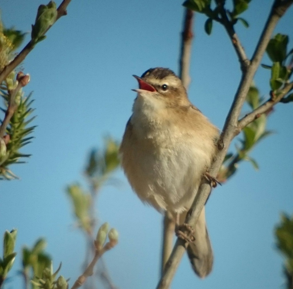 Sedge Warbler singing along the Reedbed Walk