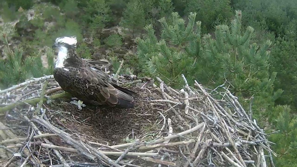 Our breeding male, ring yellow 80, returned to the nest on Tuesday