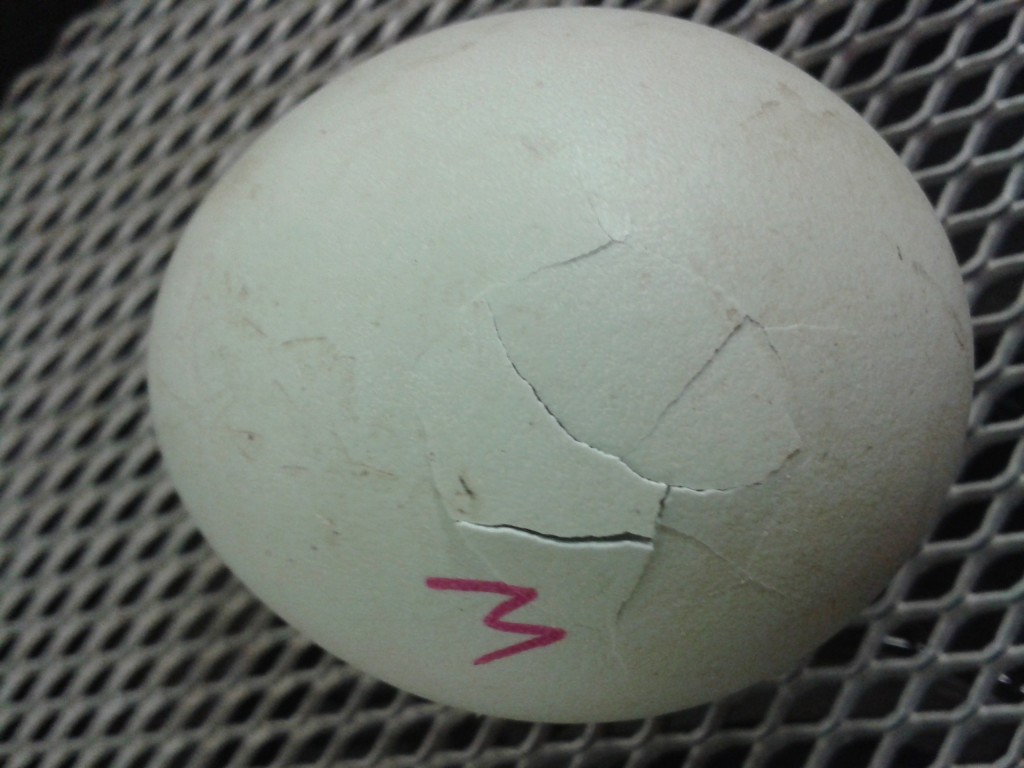 A pipped Maccoa egg.