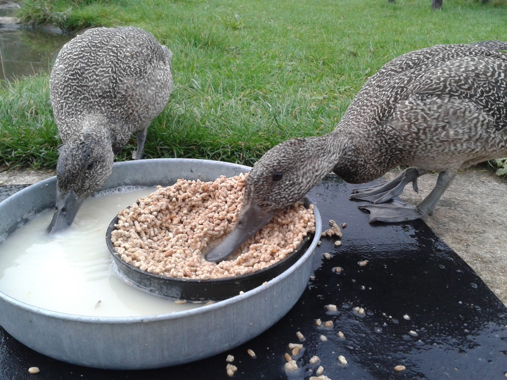 Cheeky Freckled duck hoovering up their "porridge."