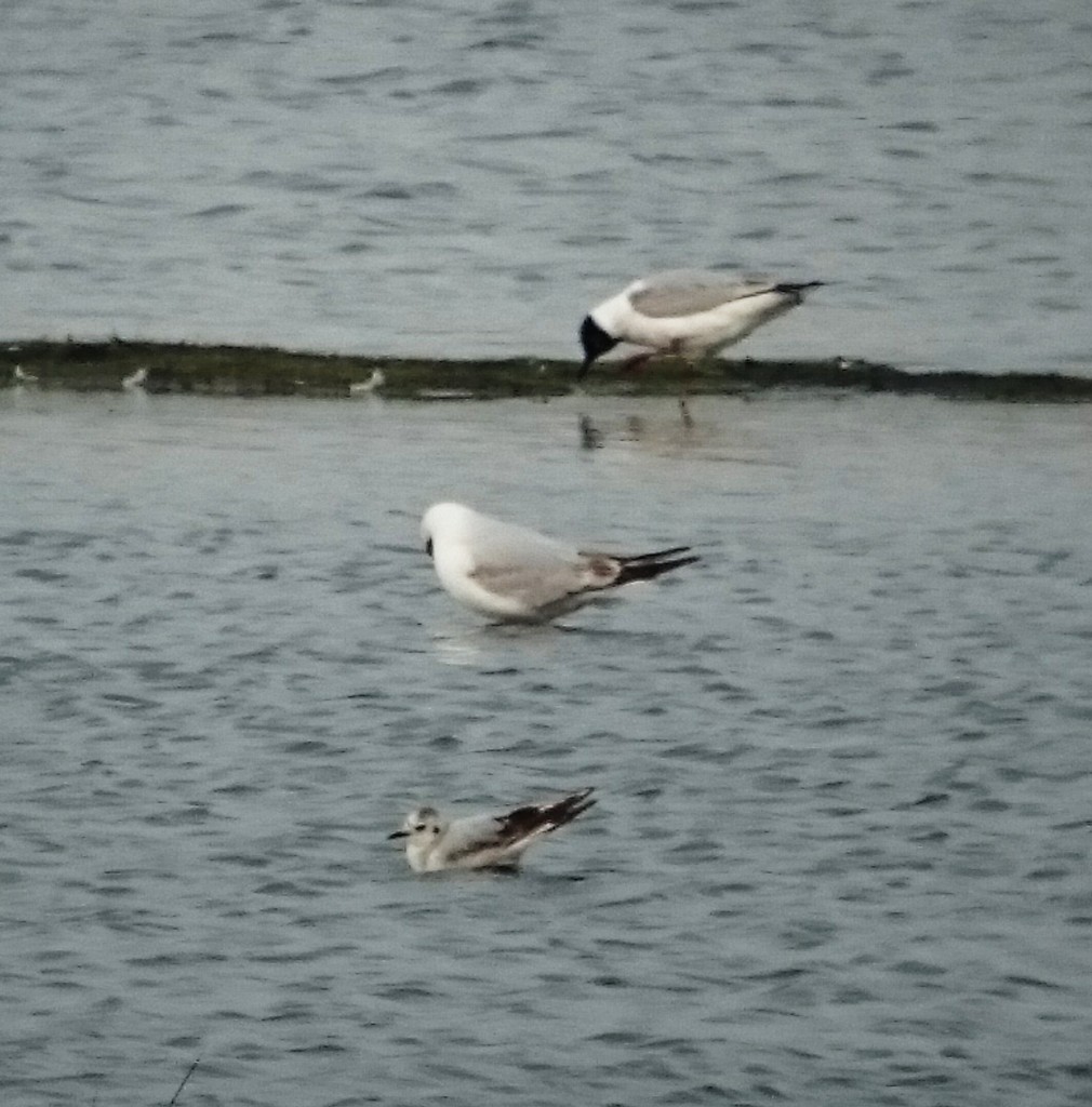 First summer Little Gull (front) with Black-headed Gulls