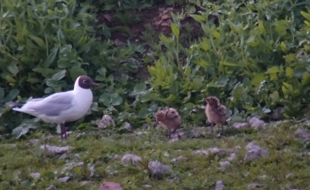 Black-headed Gull with the years first chicks