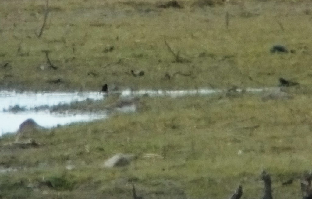 Temminick's Stint... it's that blob in the middle.
