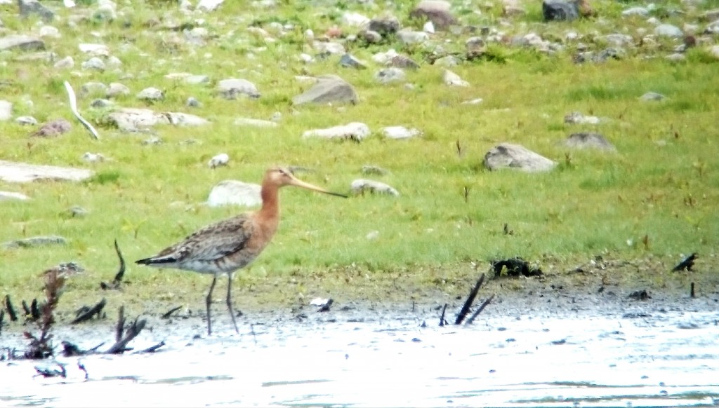 Black-tailed Godwit on the Mere wondering if Iceland is warmer..