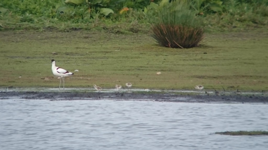Avocet with 4 recently hatched chicks