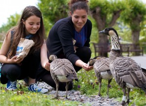 Ganderland will bring WWT Washington's goose species nose-to-beak with visitors