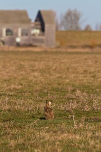 Brown Hare by Simon Stirrup