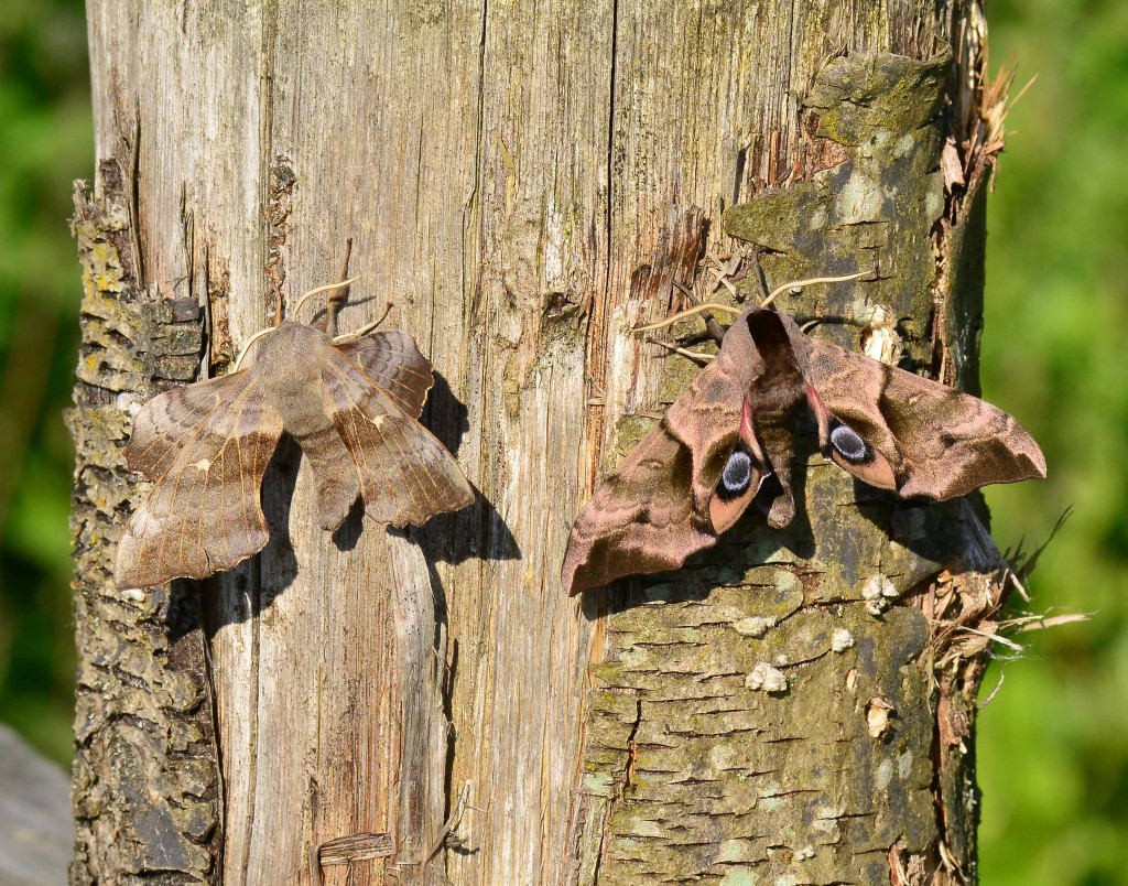 Poplar & eyed hawk-moths found in Thursday morning moth trap session.