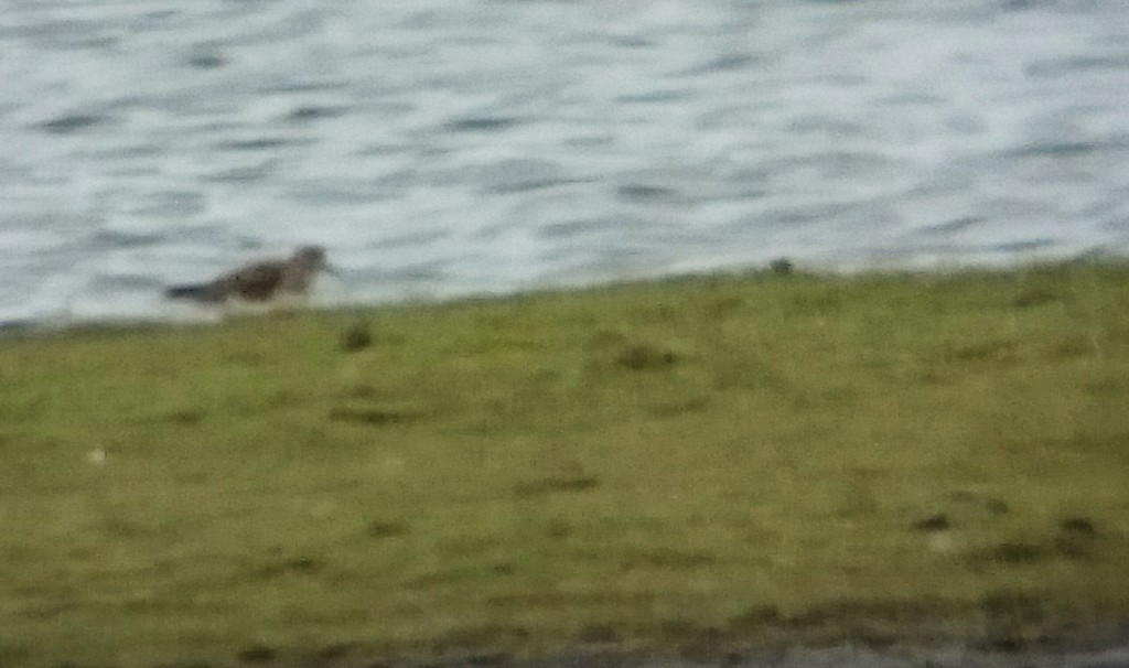 Temminck's Stint in difficult to photograph conditions...