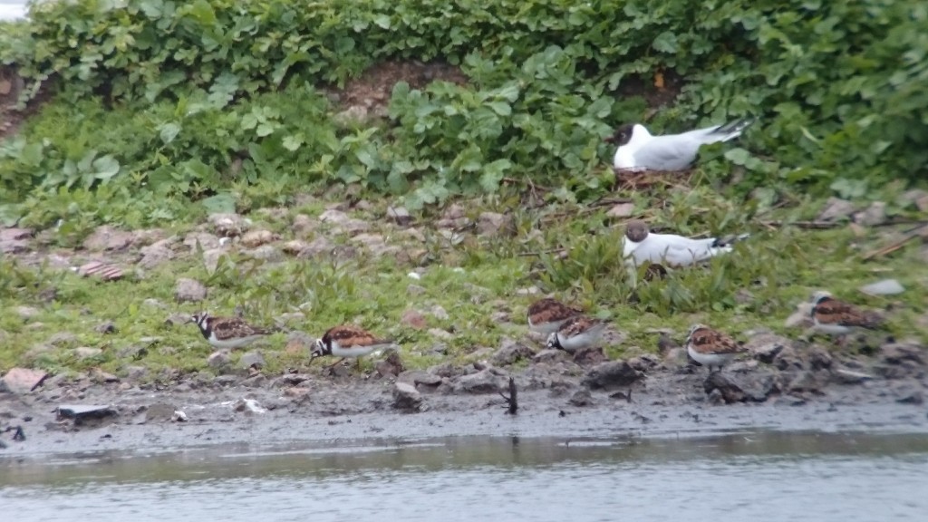 Six of the 8 Turnstone briefly resting on the Mere