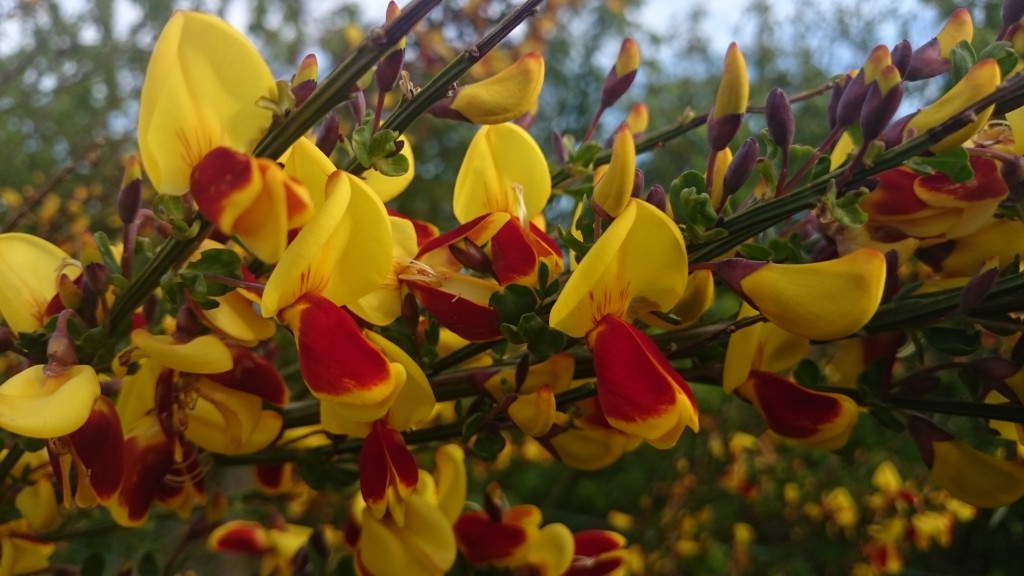 Broom in flower along the reserve path past the Sewage Works