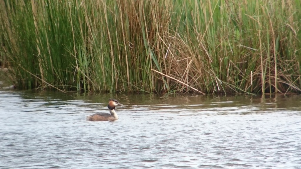 Great Crested Grebe from the Harrier Hide