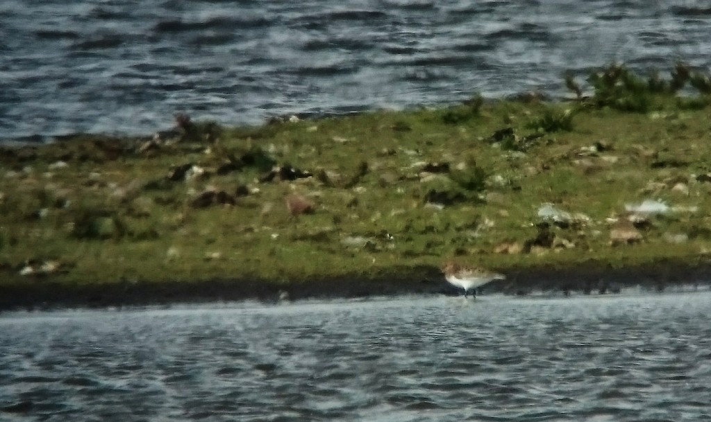 Although mostly distant the Temminck's Stint can give good scope views.