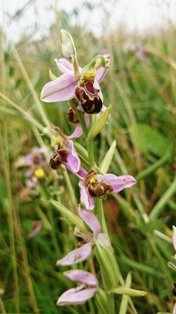 Bee Orchid on the banking near the Harrier Hide