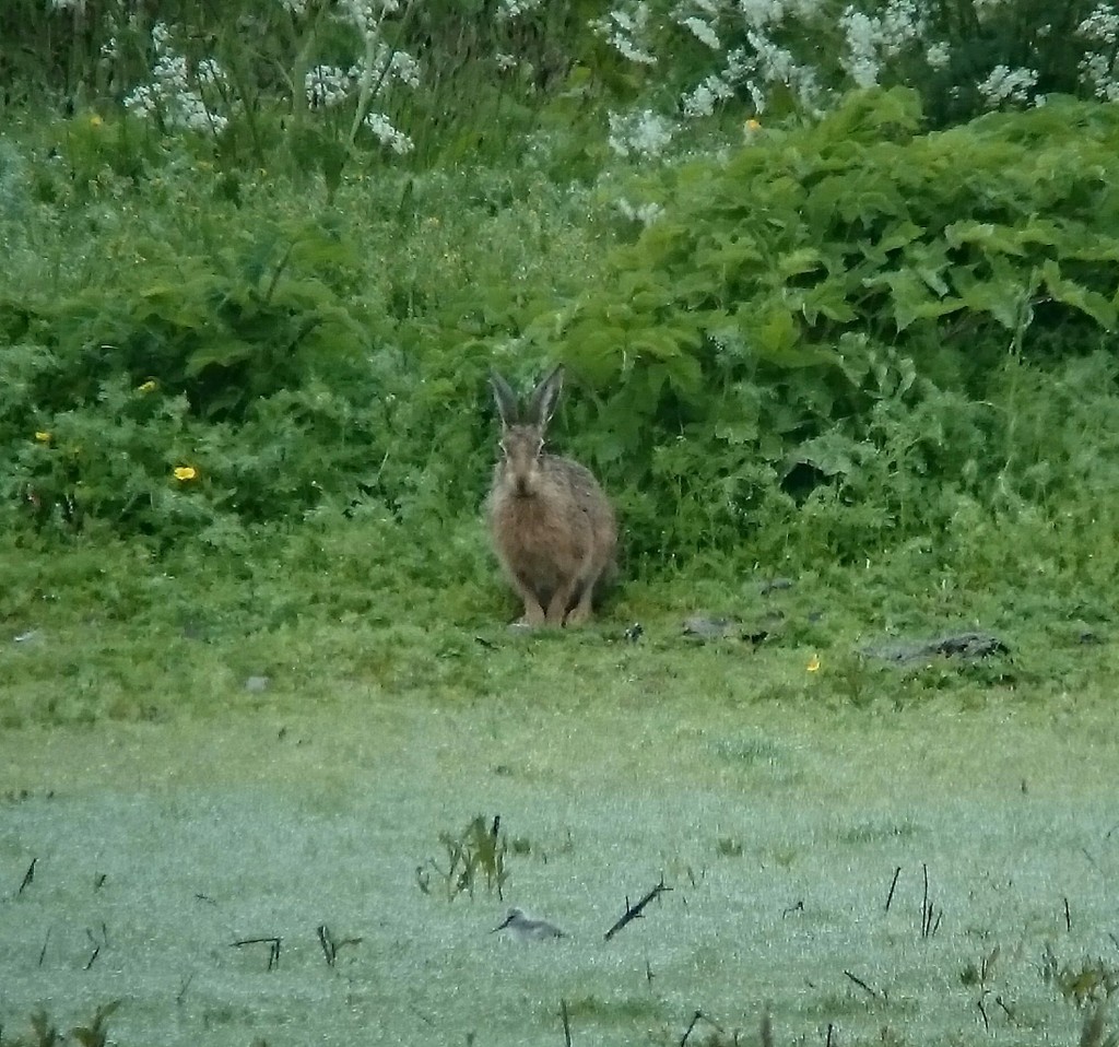 The Hare and the Avocet chick
