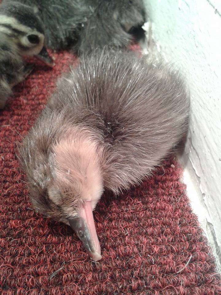 A hooded Merganser snoozes at 6 hours old...