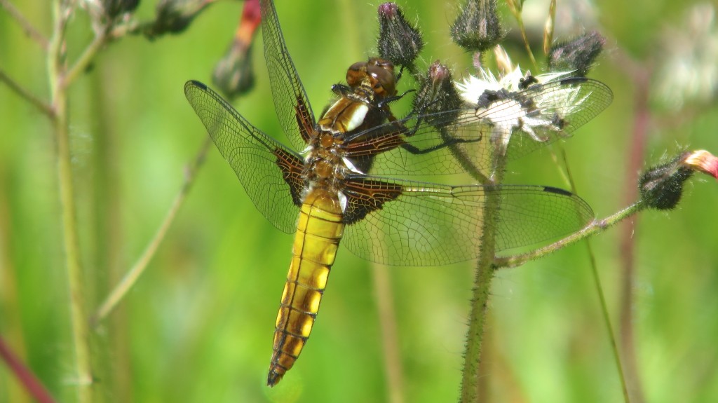Broad-bodied Chaser immature male in recent days (photo: T. Disley)