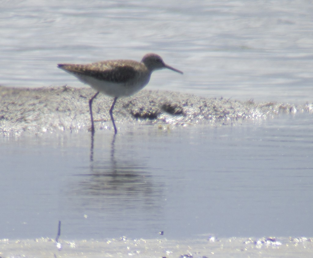 Wood Sandpiper from Ron Barker Hide (photo: T. Disley)