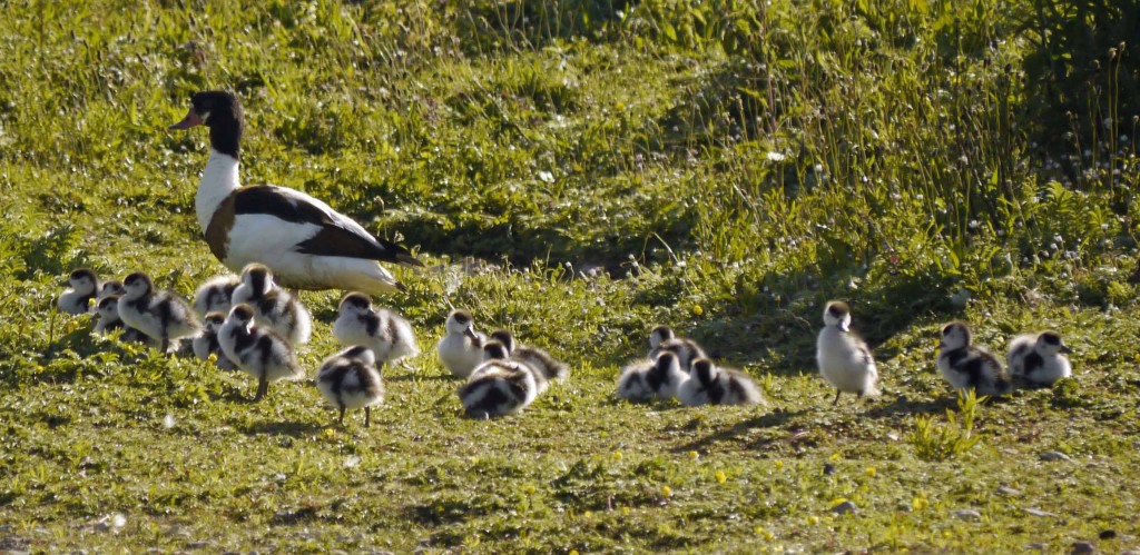 Shelduck brood, MJMcGill