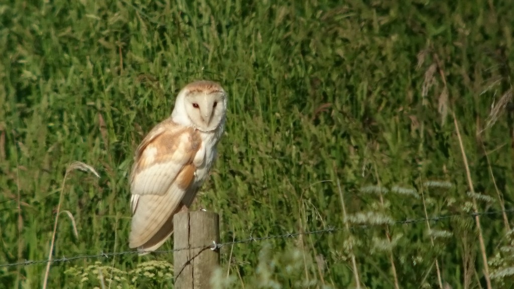 Barn Owl from the United Utilities Hide via telescope and a mobile phone!