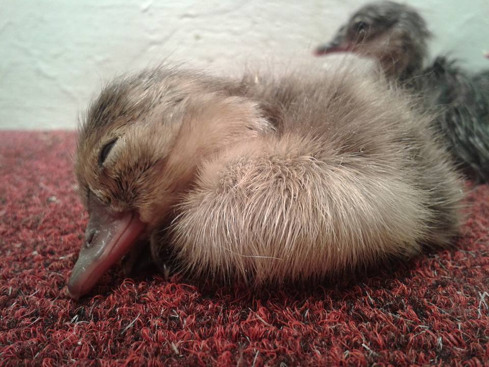 A canvasback snoozes at 4 hours old!