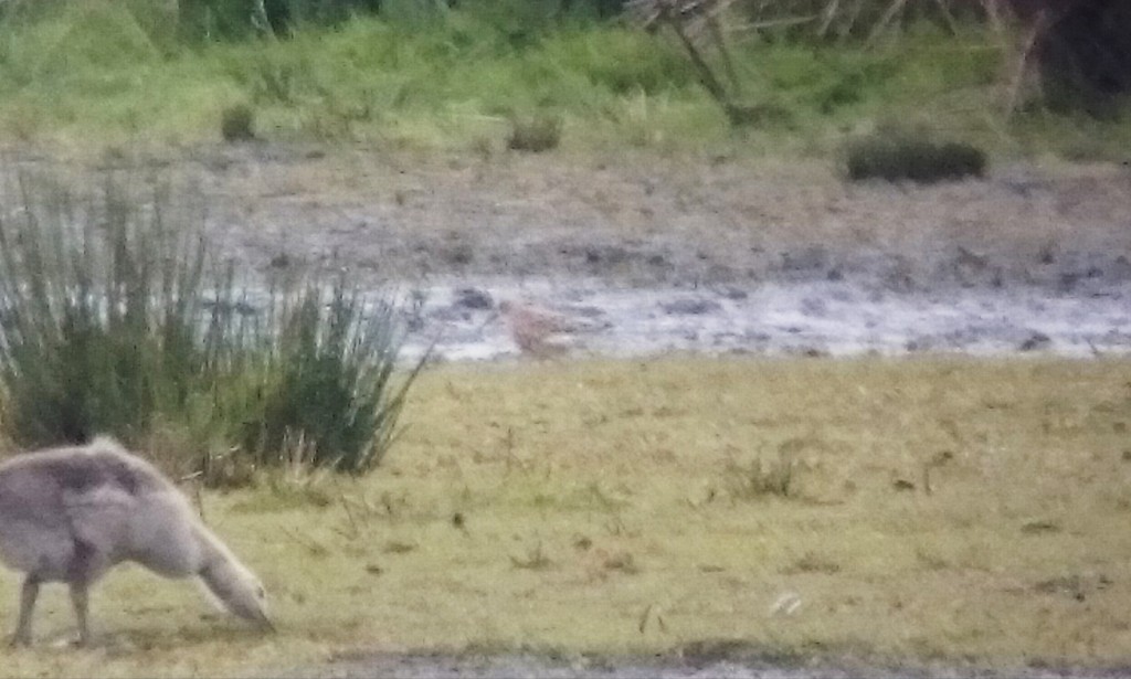 One of the Curlew Sandpiper on the back edge of Woodend Marsh