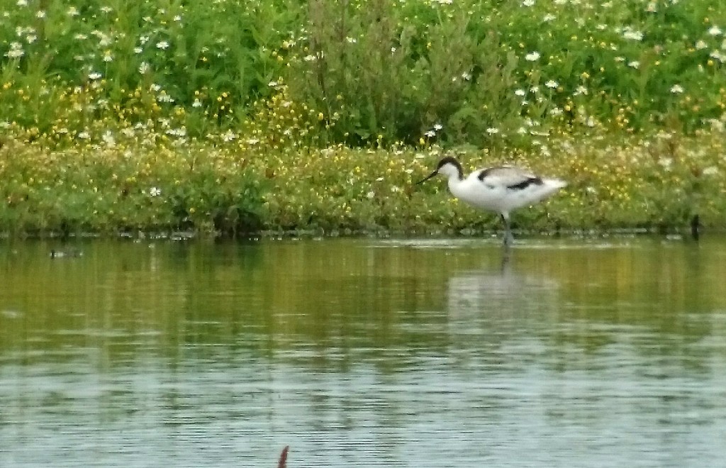 One of the juvenile Avocet successfully reared at WWT Martin Mere