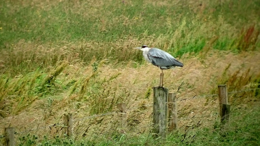 Grey Heron on the lookout