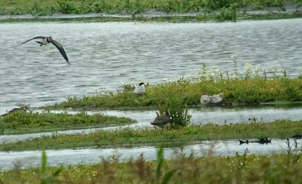 Adult Common Tern with two offspring and a photo-bombing Lapwing