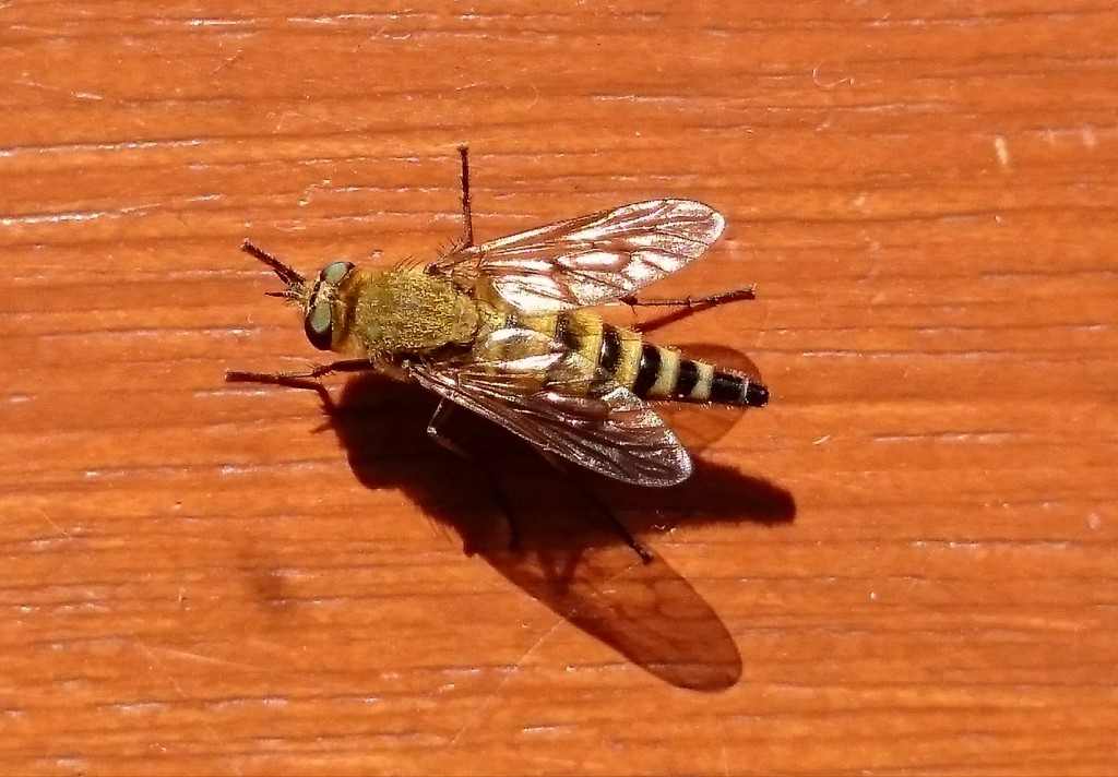 Common Stiletto Fly (female) - Thereva nobilitata