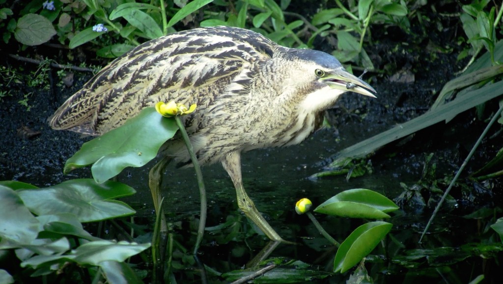 A video grab of the Bittern on Wednesday evening from Kingfisher Hide (T. Disley)