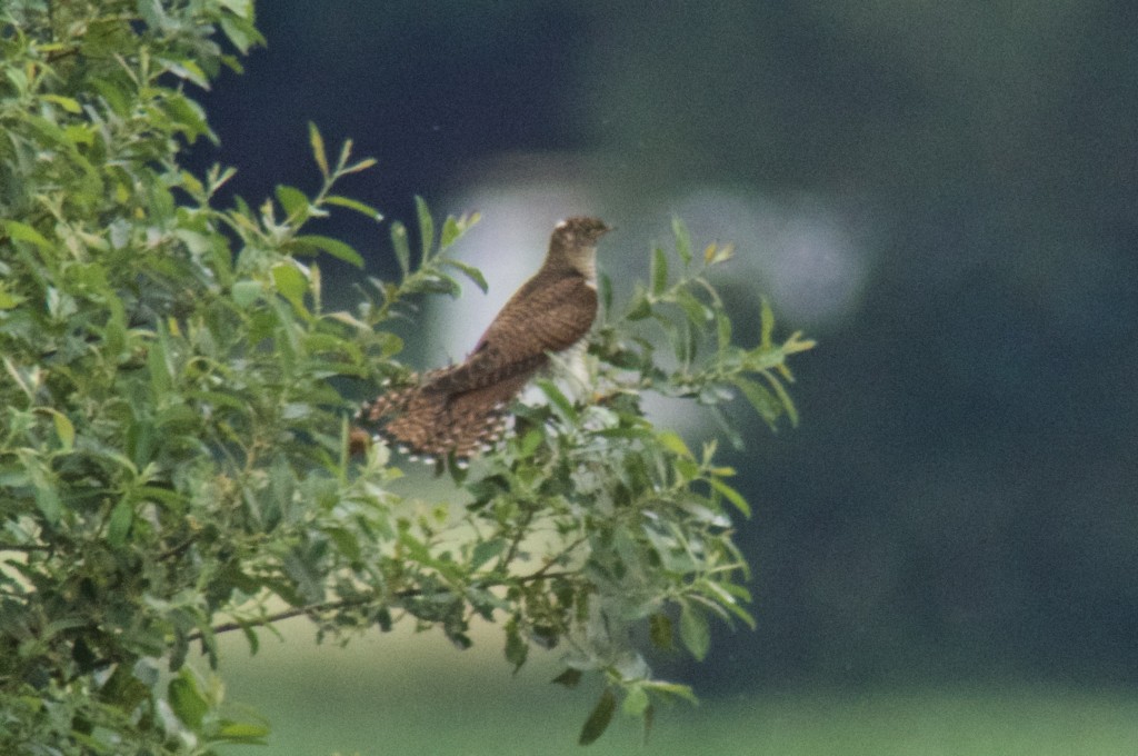Juvenile Cuckoo from Ron Barker Hide (T. Disley)