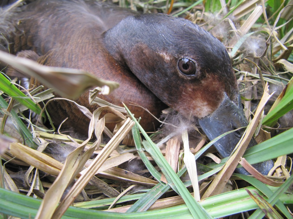 Baers on nest