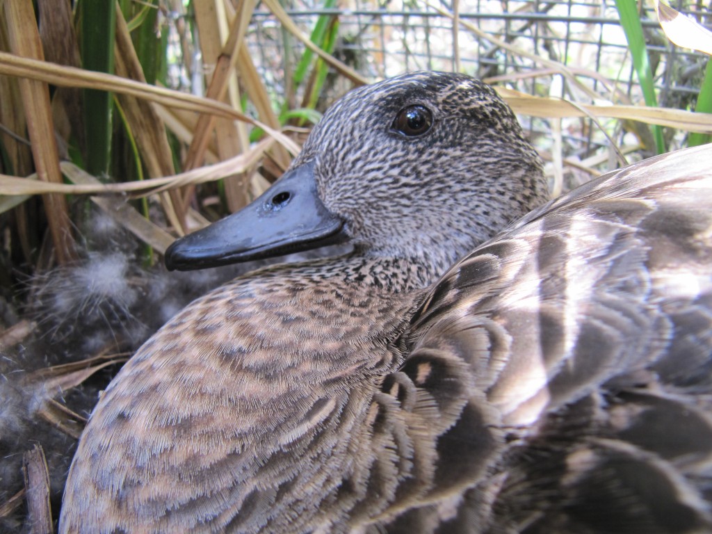 A. Wigeon